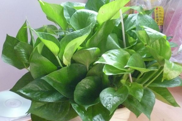 绿萝适合放在哪里养?